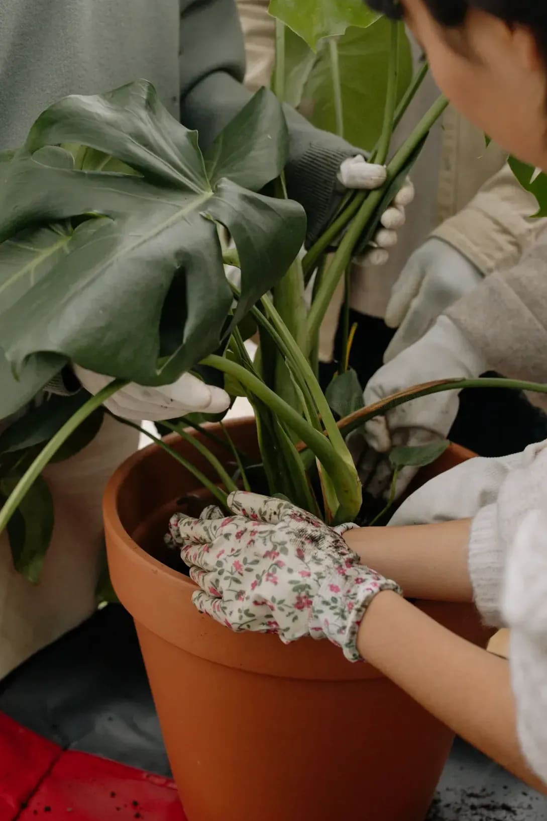 植物の基本育成ガイドの提供